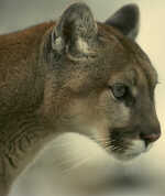 Cougar