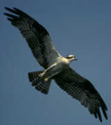 falcon
