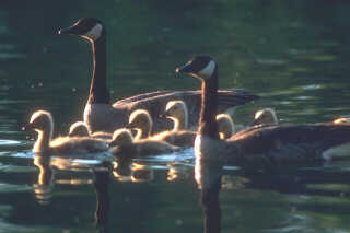 Geese